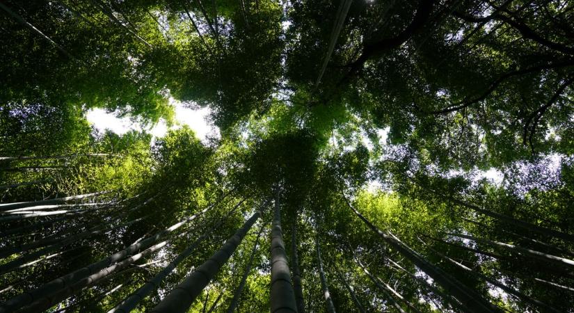 Az erdő nem szenzációhajhászás, hanem felelősség