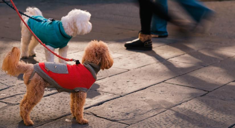 Halálos betegség terjed a kutyák között Pozsonyban