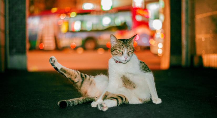 Miért tüskés a kandúrmacskák pénisze?