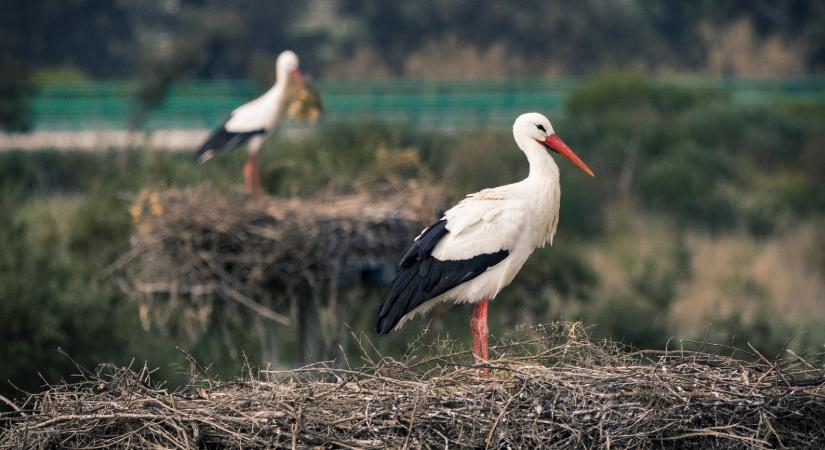 Megérkezett az idei első gólya, már lencsevégre is kapták
