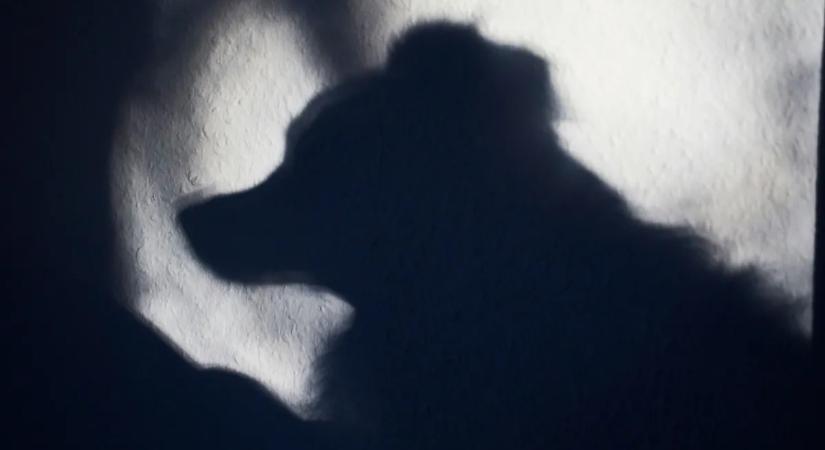 Hármas karambol miatt fél tucat kutyával ragadt autójában egy sofőr