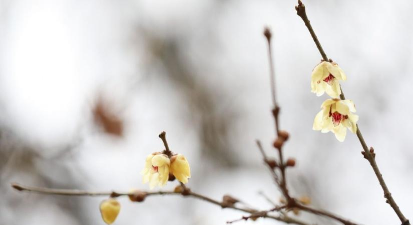 Olyan riasztást adott ki a HungaroMet, ami biztos jel: megérkezik a tavasz!