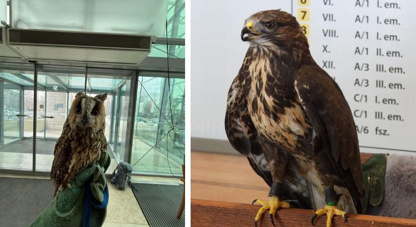 Meglesték a baglyokat, de nem csak őket - fotók!