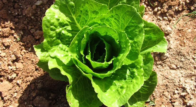 Ezeket a zöldségeket már holnap elvetheti, jól bírják a hideget