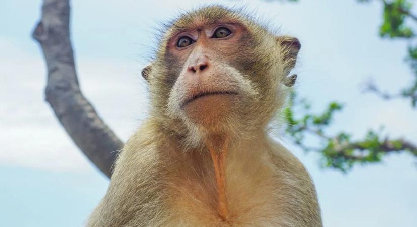 Szívszaggató videón, ahogy az árva kismajom ragaszkodik a plüsséhez