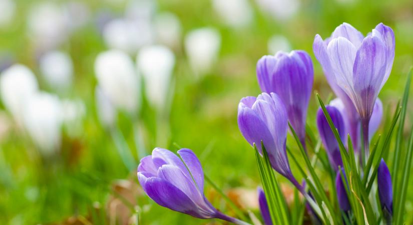 Itt a friss hőtérkép: ábrán is mutatjuk, mely országrészekben szakad ránk a közel 20 fokos, tavaszi meleg