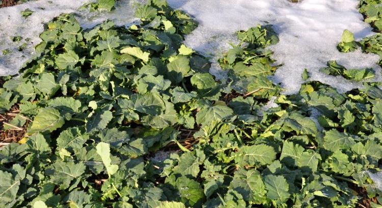 Repcében támad a fóma és a vadlúd