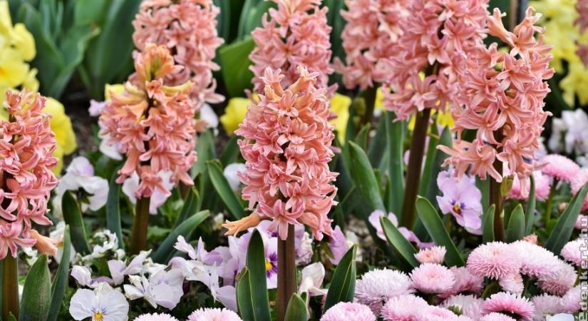 Februárban még lehet tulipánt, nárciszt ültetni?