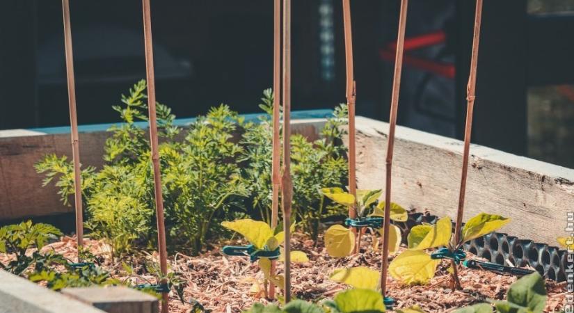 Ezt rontják el a legtöbben! Így lesz tökéletes a vetésforgó!