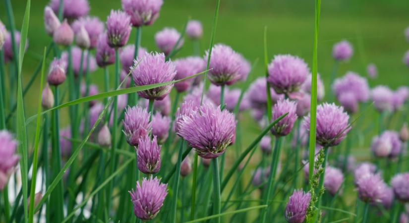 Most ültesd el ezt a sokoldalú fűszernövényt, hogy évekig kitartson