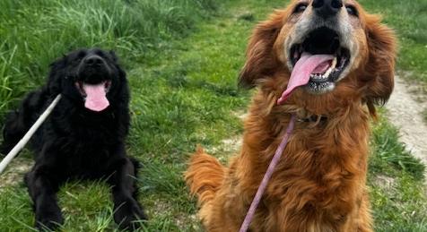 Gazdikereső: Csöpi és Maci – egy szív, két test