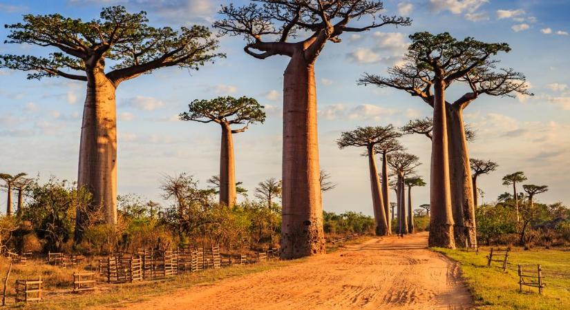 A pálmafáktól a jégtáblákig az ALDI Utazással!