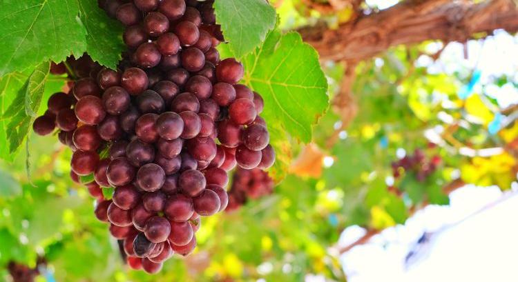 Világpiaci szőlőszállítmányok: drágább, kaotikus, versengő – így alakulnak a 2026-os trendek