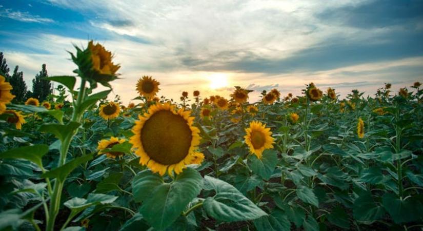 Üres kaszatok és tányérdeformáció: A bórhiány ára a napraforgó-táblákon