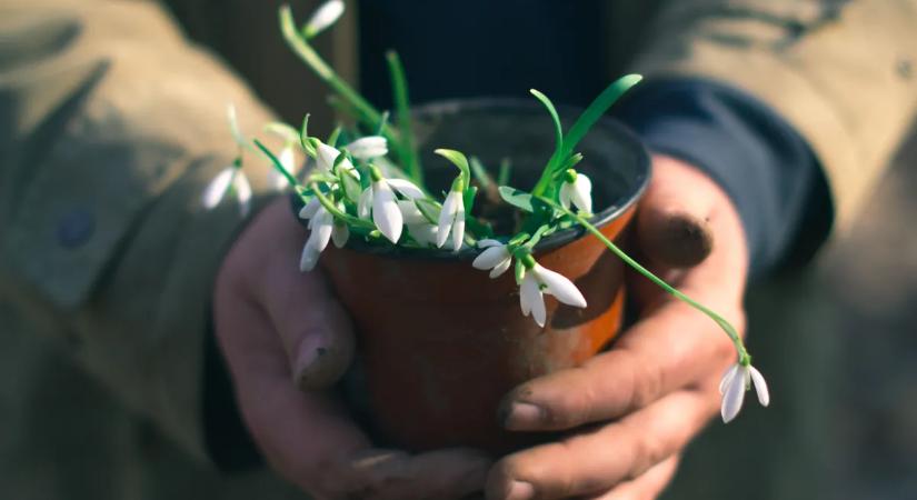 Így gondozd a hóvirágot a kertben