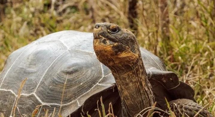 Visszatértek a galápagosi Floerana-szigetről két évszázada kipusztított óriásteknősök