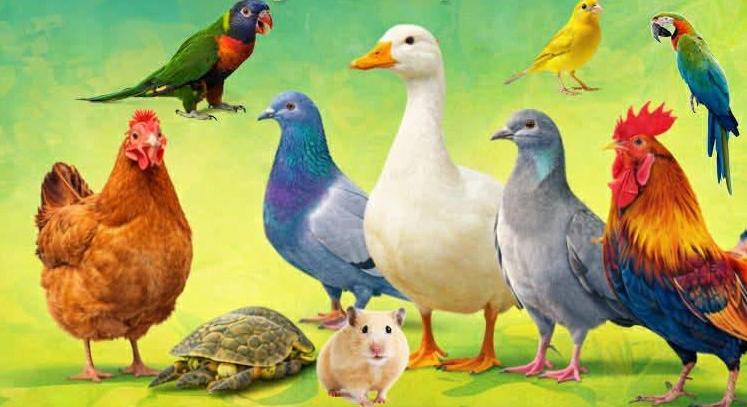 Megvannak a Győri kisállat- és növénybörze idei időpontjai