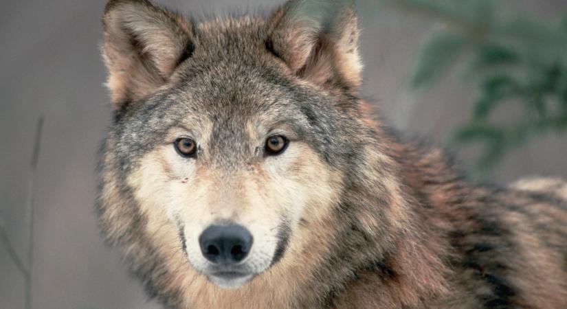 Köztünk élnek a farkasok, mégsem találkozunk velük: pedig felbukkanhatnak