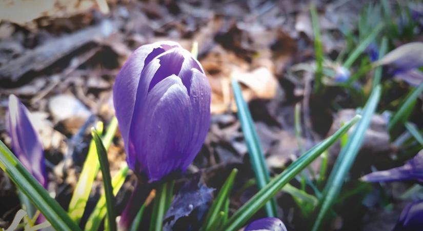 Hét végére Vásárhelyre is megérkezik a tavasz