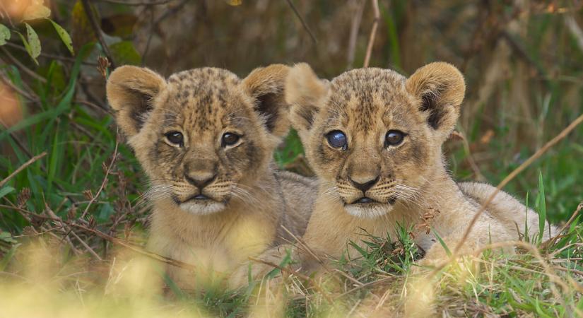 Chili az elefántok ellen? Az Attenborough narrálta új sorozat a vadonbeli Trónok harcát mutatja be