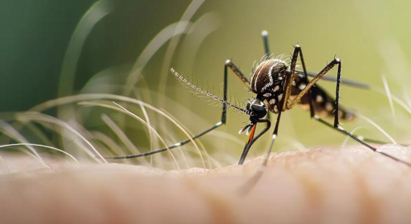 Sorra fújnak riadót a hatóságok: egy újabb magyar nő kapta el a veszélyes vírust