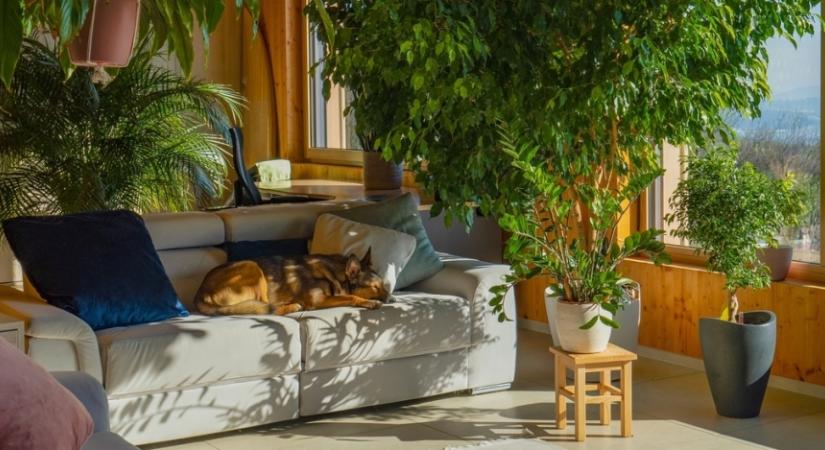 Imádni való lakberendezési trend, ami dzsungellé változtatja otthonodat