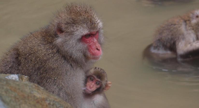 Punch tragédiája: ezért hagyta magára az anyja a kismajmot