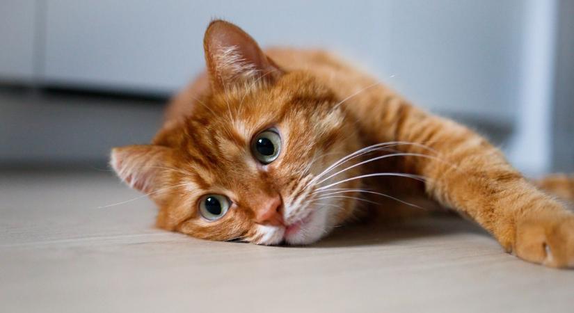 Gyomorforgató ajándékot tettek le a küszöbre, az elkövető kérdés nélkül rontott be a házba