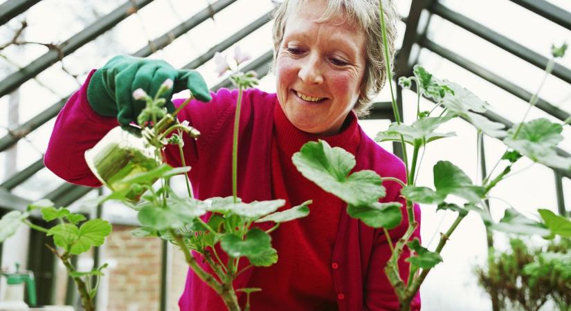 Ne várj tavaszig! Ezt az 5 virágot most kell elvetned, ha színpompás kertet akarsz áprilisra