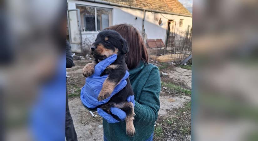 Bezacskózott tetemek és ürülékhalom: 15 kutyát mentettek ki a bajai horrortelepről – fotók, videó