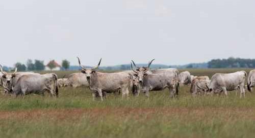 A majdnem kihalt fajta, amely újra stratégiai erőforrás lett - A szürkemarha reneszánsza