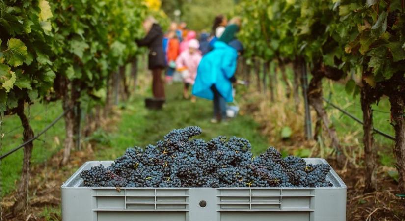 Három évre eltilthatják a támogatásoktól a szabálytalankodó borászokat