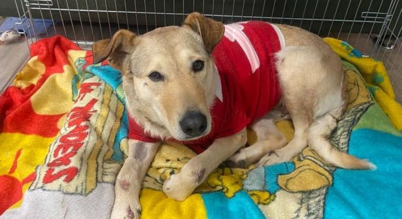 Rozi új gazdája mesélt a megkínzott kutyus felépüléséről (galéria)