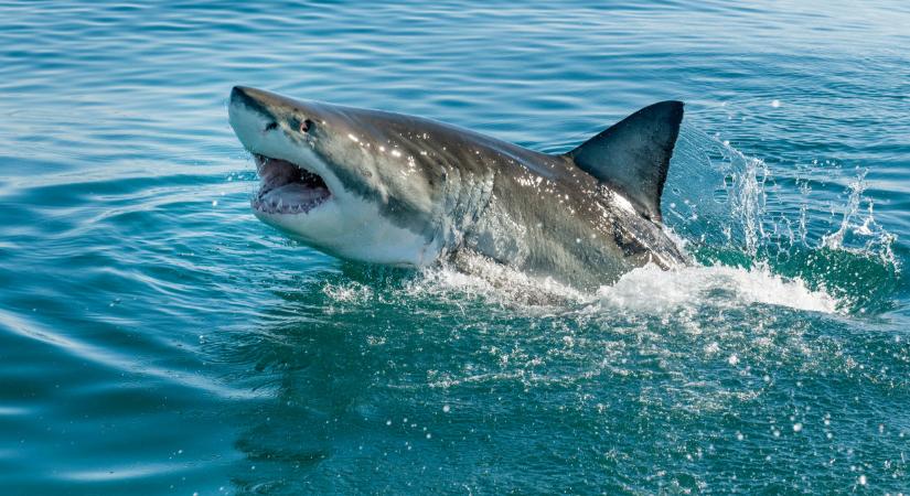 Videón a horvát tenger új réme: óriáscápa bukkant fel a partoknál