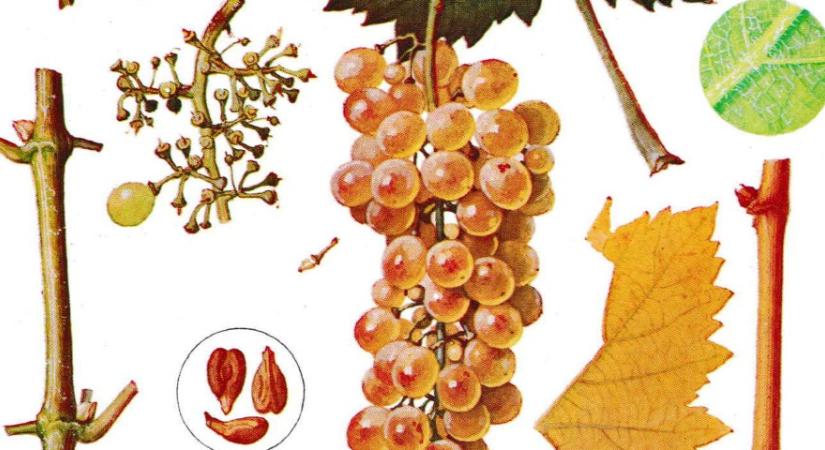 Ha február, akkor Furmint!