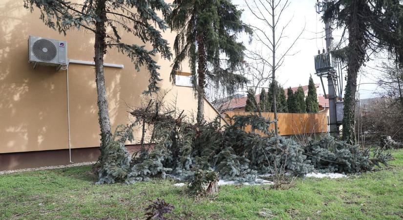 Kidőlt fák nehezítik a közlekedést Szombathelyen a nagy hó után - fotók