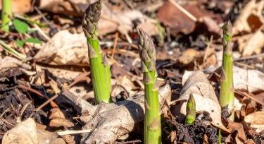 Spárgaágazat: víz alá került a szezon