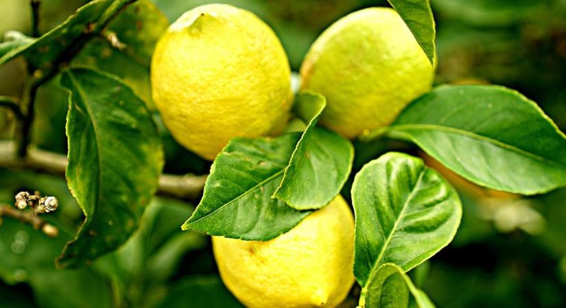 Citrus teleltetés tél végén: levélhullás okai és gyors mentés