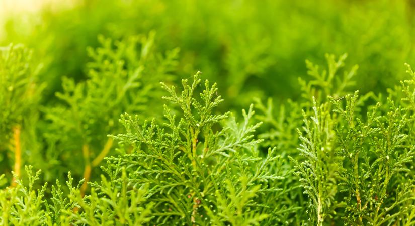 Élet a tuják után: 5 alternatíva, amivel pótolhatod őket