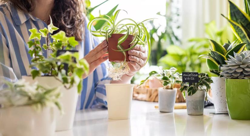 A hálószoba titkos feng shui trükkje: ez a növény segíthet több pénzt vonzani az életedbe