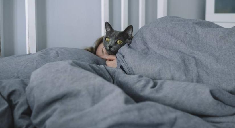 Te hány macskát látsz a képen? Szinte mindenki elrontja a választ