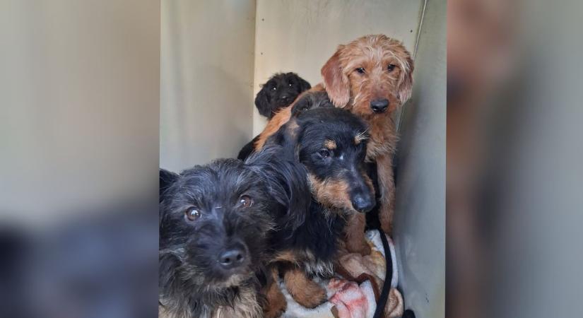 Halálos baleset, horrortelep és egy rejtélyes ügy lezárása rázta meg Bács-Kiskunt