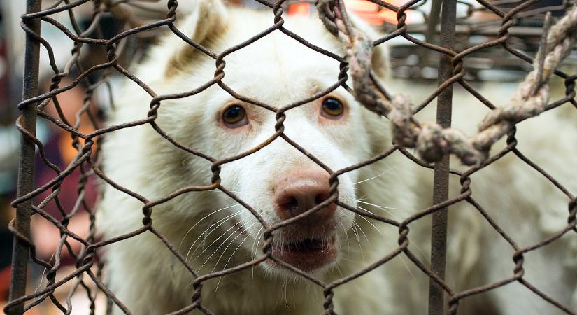 Naponta több mint 3 állatkínzásról tud a rendőrség, de nem ez a legnagyobb baj