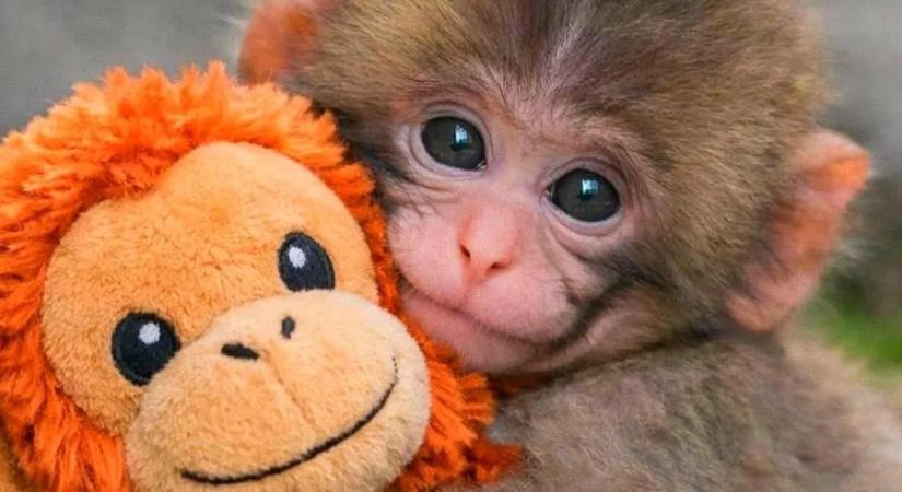 Megható fordulatot vett az elárvult makákó sorsa – szívszorító videó