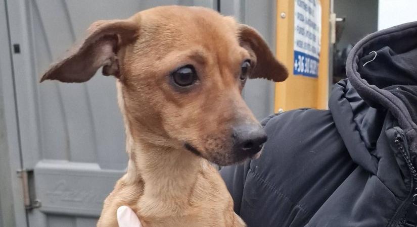 A síron túl is együtt maradnak: rendhagyó törvényt hoztak a háziállatok tiszteletére