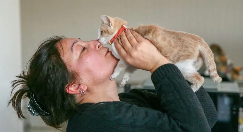 A macskákat egyáltalán nem érdekli a gazdájuk? – magyar kutatás ad választ