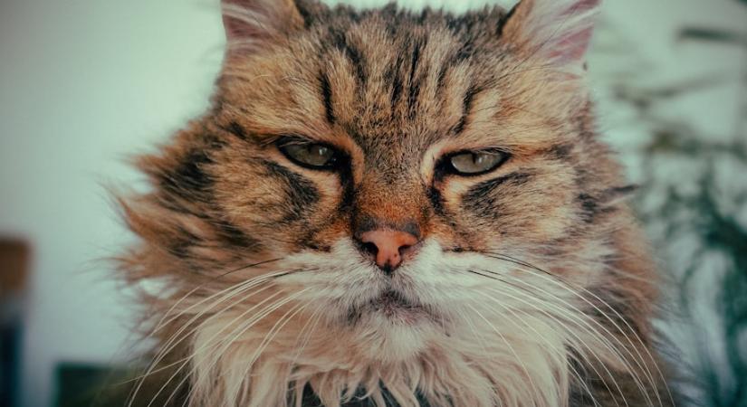 Ebből tudhatod, ha a macskád haragszik rád