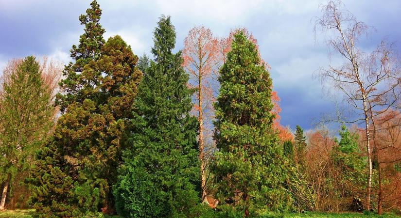 A szél „szárító” hatása februárban – és mit okoz az örökzöldekben