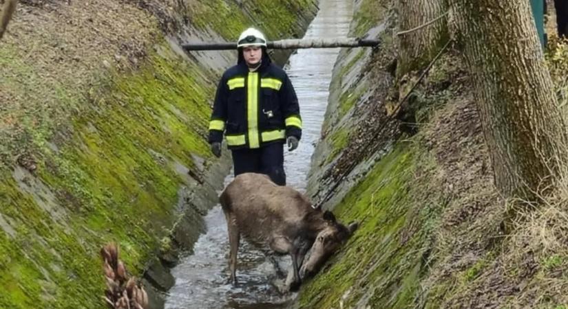 Mozdulatlan szarvasra bukkantak egy árokban, Zamárdiban