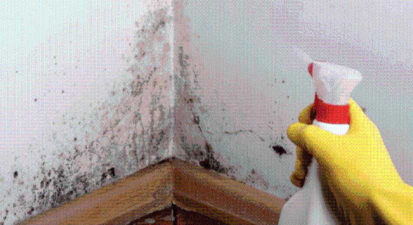 A penésznek esélye sem lesz: ezt a trükköt még a nagymamák is ismerték